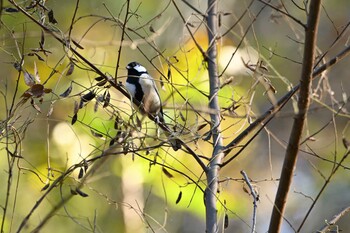 シジュウカラ 生田緑地 2021年12月4日(土)