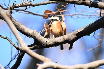 2021年12月4日(土) 生田緑地の野鳥観察記録