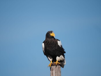 Steller's Sea Eagle Notsuke Peninsula Wed, 11/24/2021