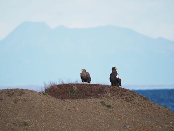 Steller's Sea Eagle Notsuke Peninsula Wed, 11/24/2021