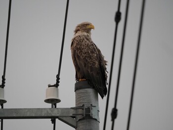 White-tailed Eagle 納沙布岬 Wed, 11/24/2021