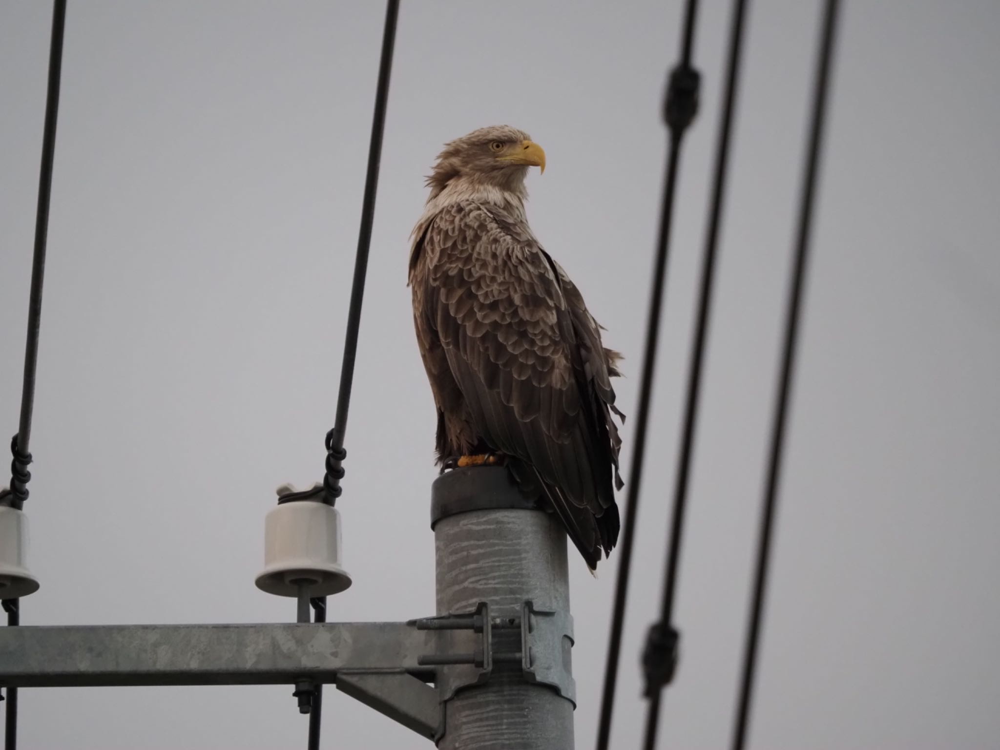 Photo of White-tailed Eagle at 納沙布岬 by 孝一