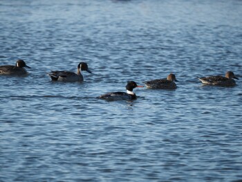 Red-breasted Merganser Shunkunitai Wed, 11/24/2021