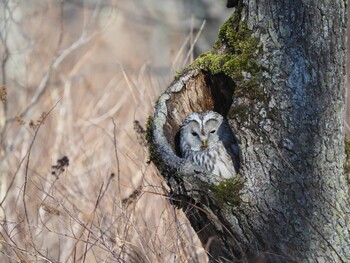 Ural Owl(japonica) Unknown Spots Tue, 11/23/2021