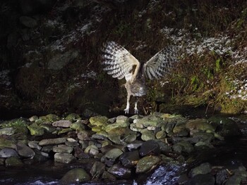 Blakiston's Fish Owl 民宿 鷲の宿(羅臼) Wed, 11/24/2021