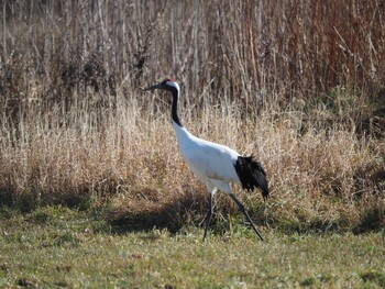 Red-crowned Crane 鶴居村 Tue, 11/23/2021