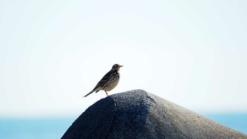 Water Pipit 磯崎海岸 Sat, 12/4/2021