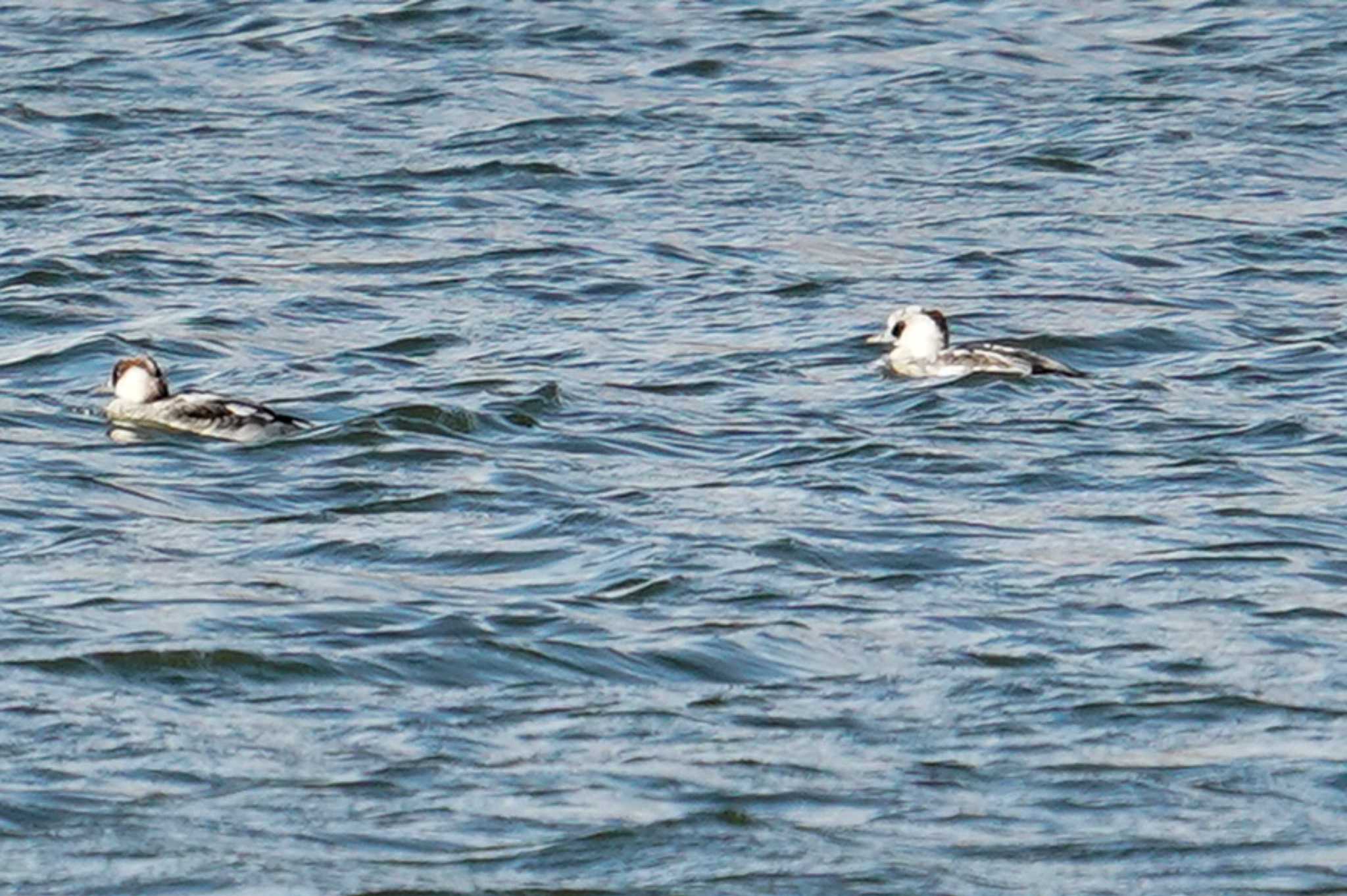 Smew