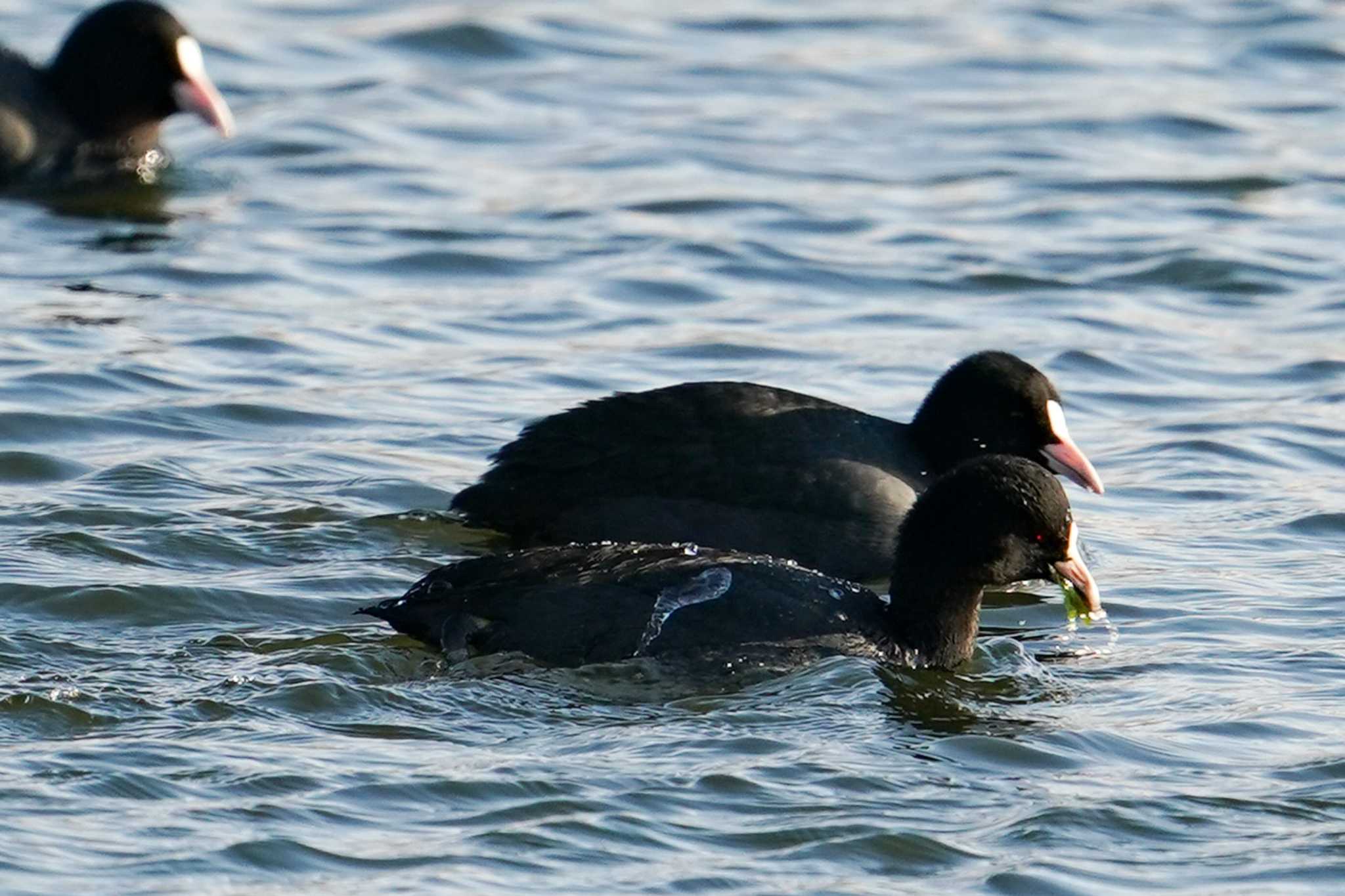 Eurasian Coot