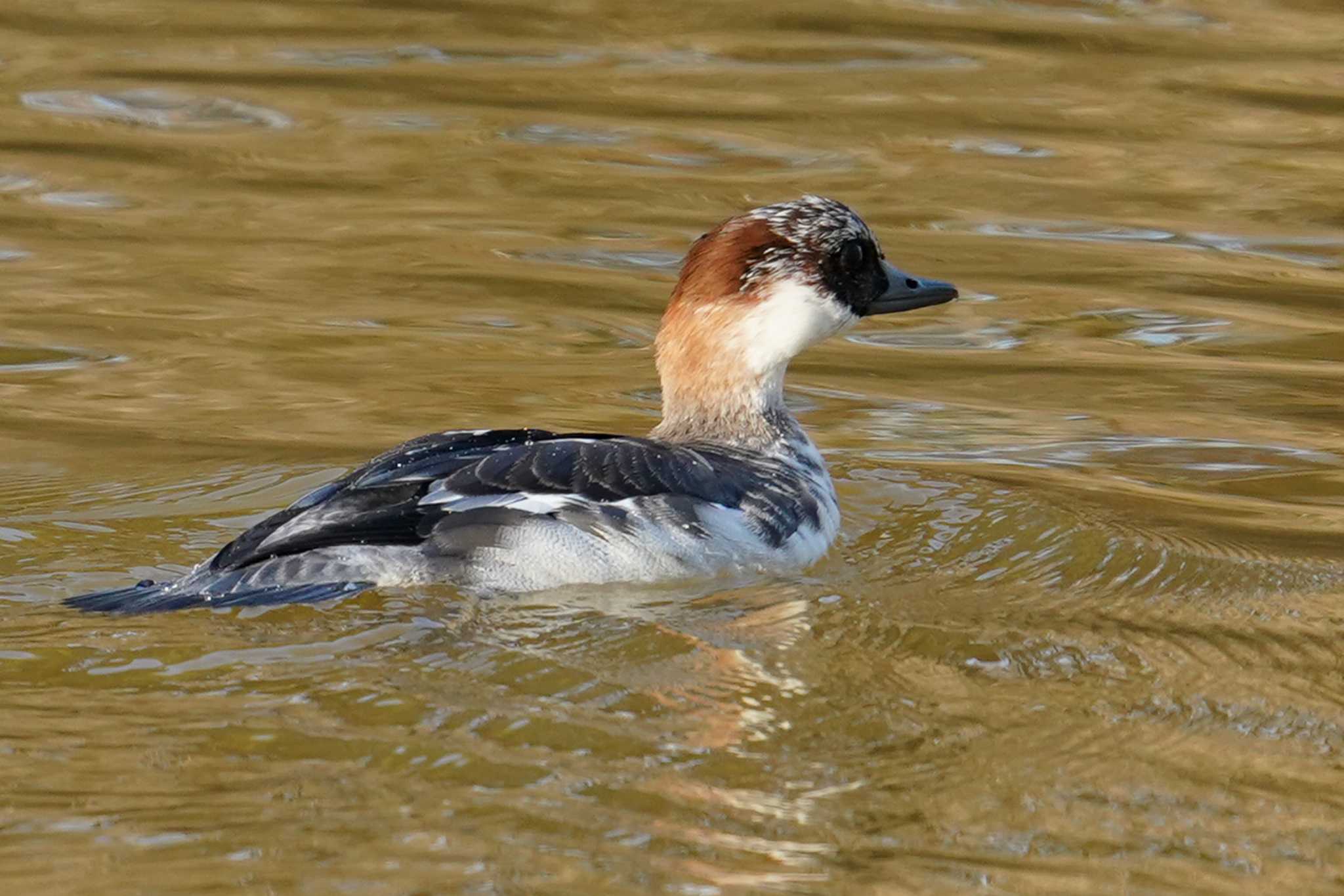 Smew