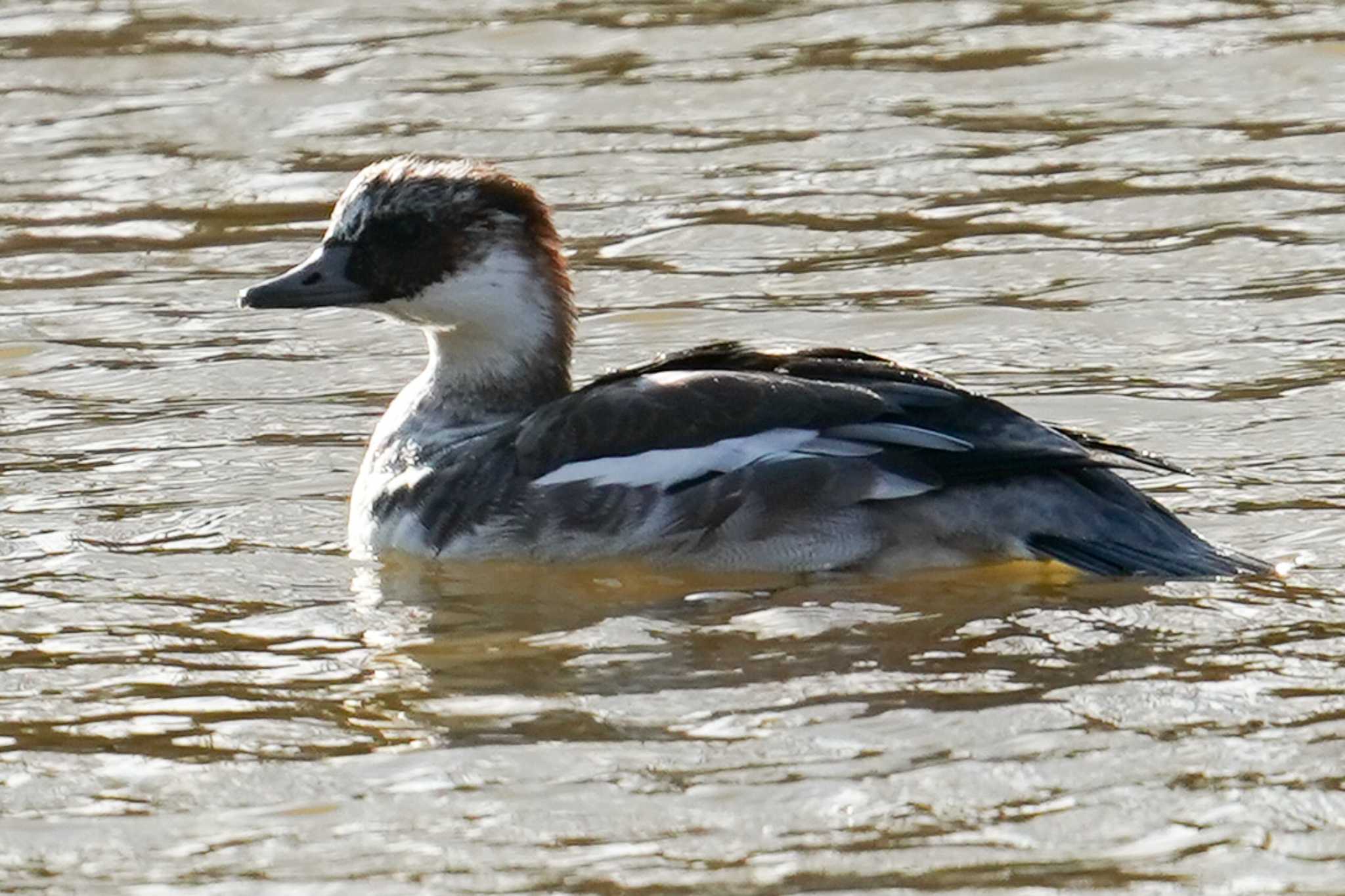 Smew