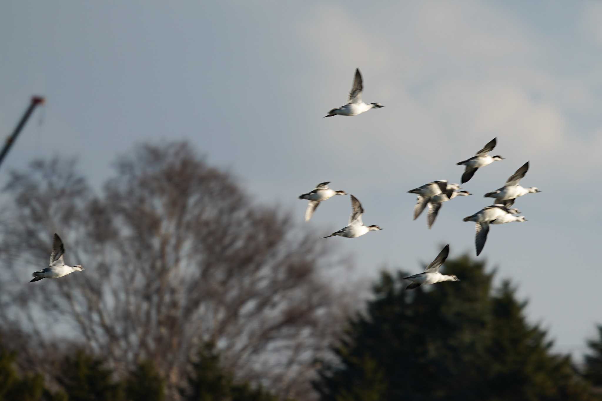 Smew