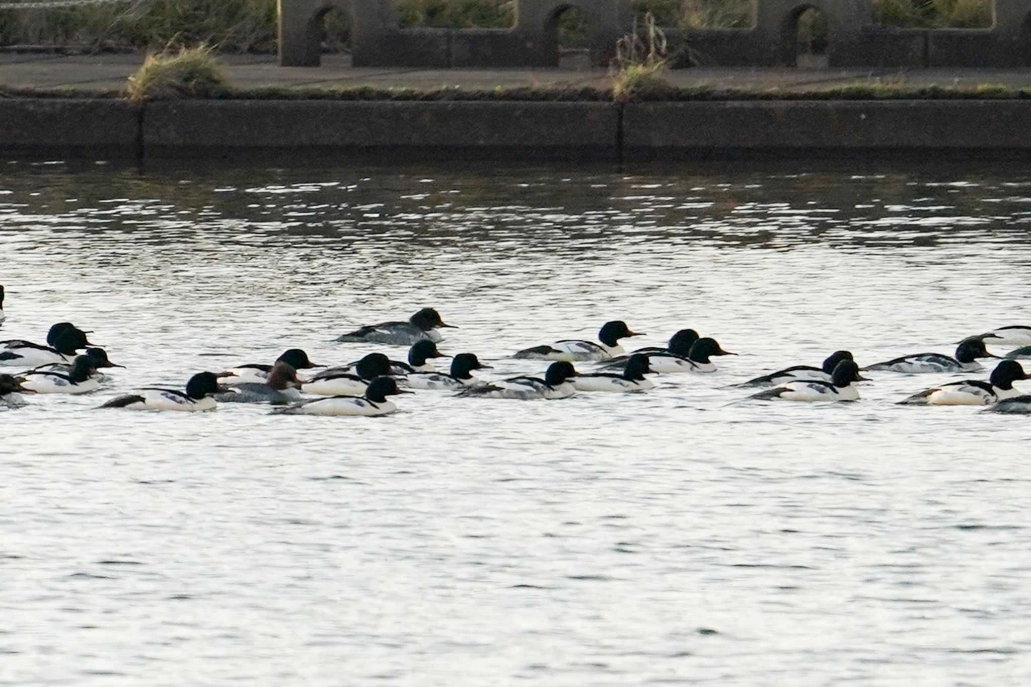 Common Merganser