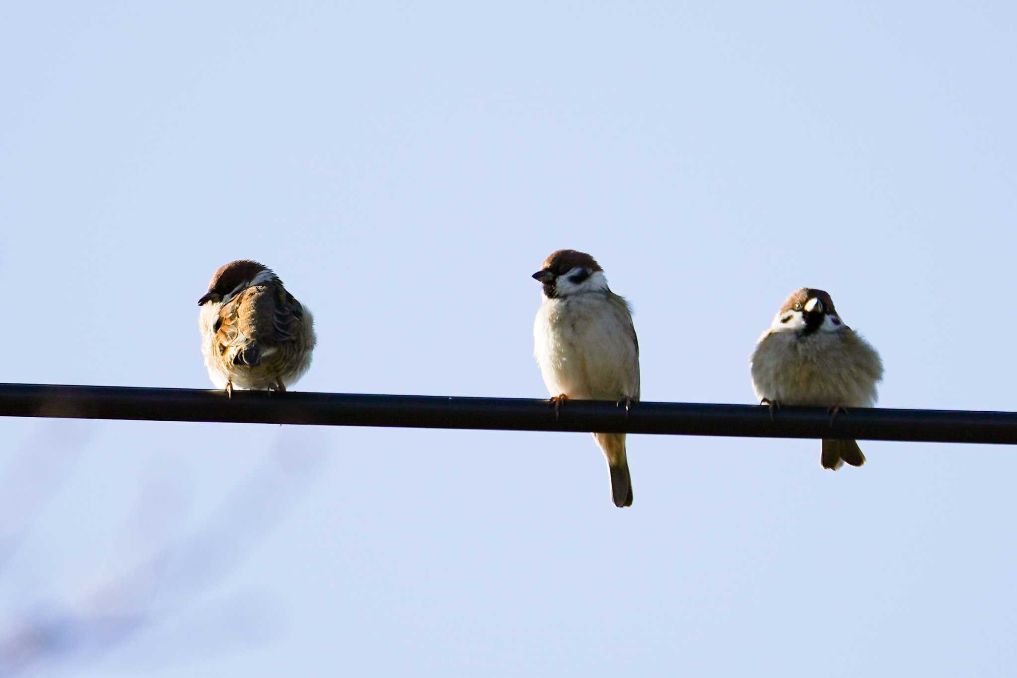 Eurasian Tree Sparrow