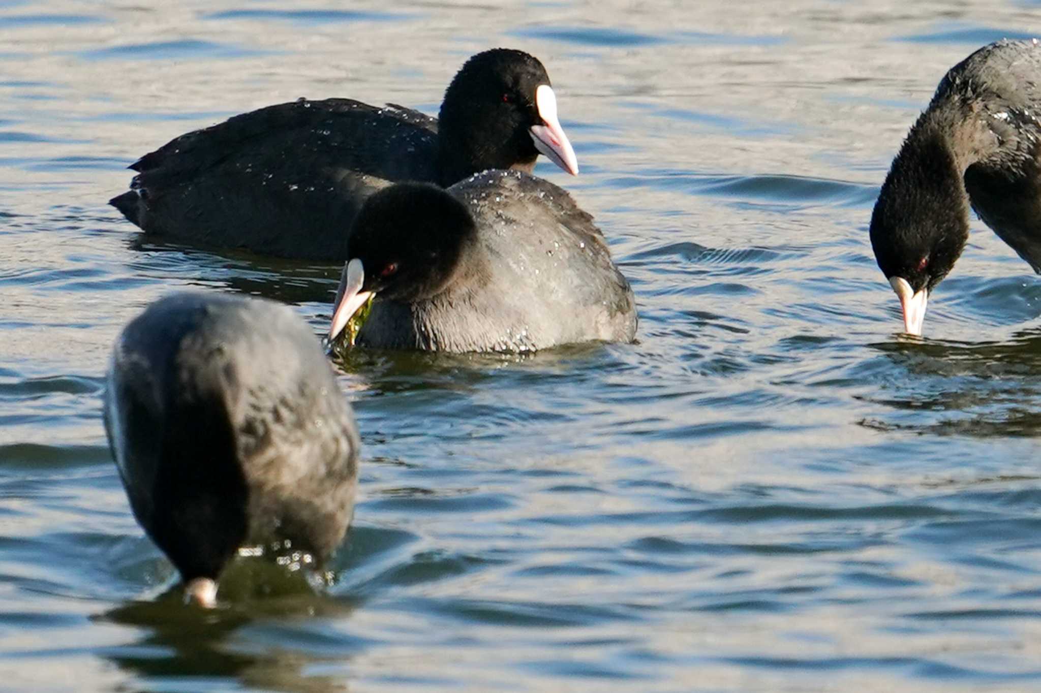 Eurasian Coot