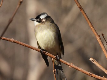 Light-vented Bulbul 北京植物園(北京) Sat, 12/4/2021