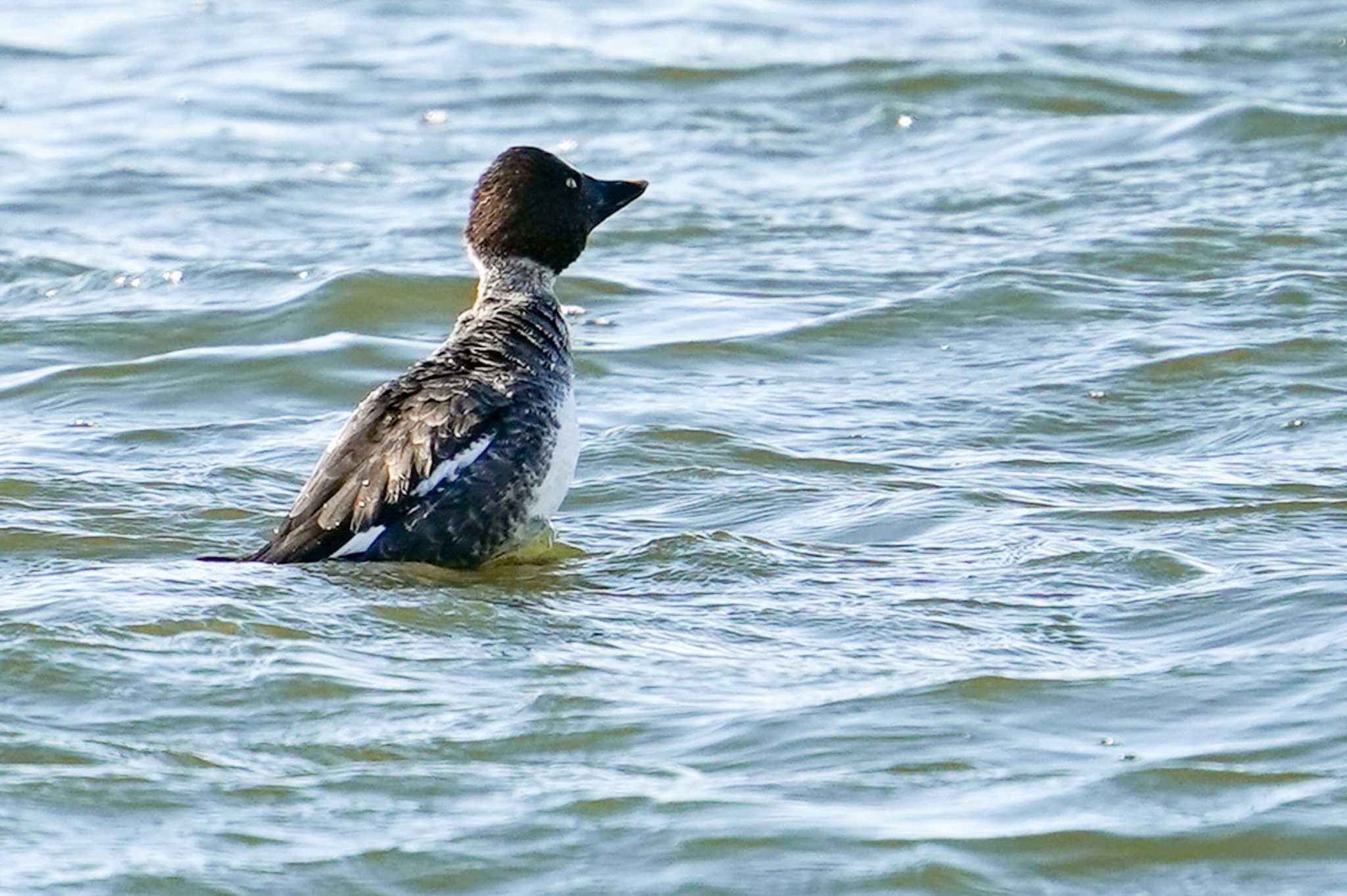 Common Goldeneye