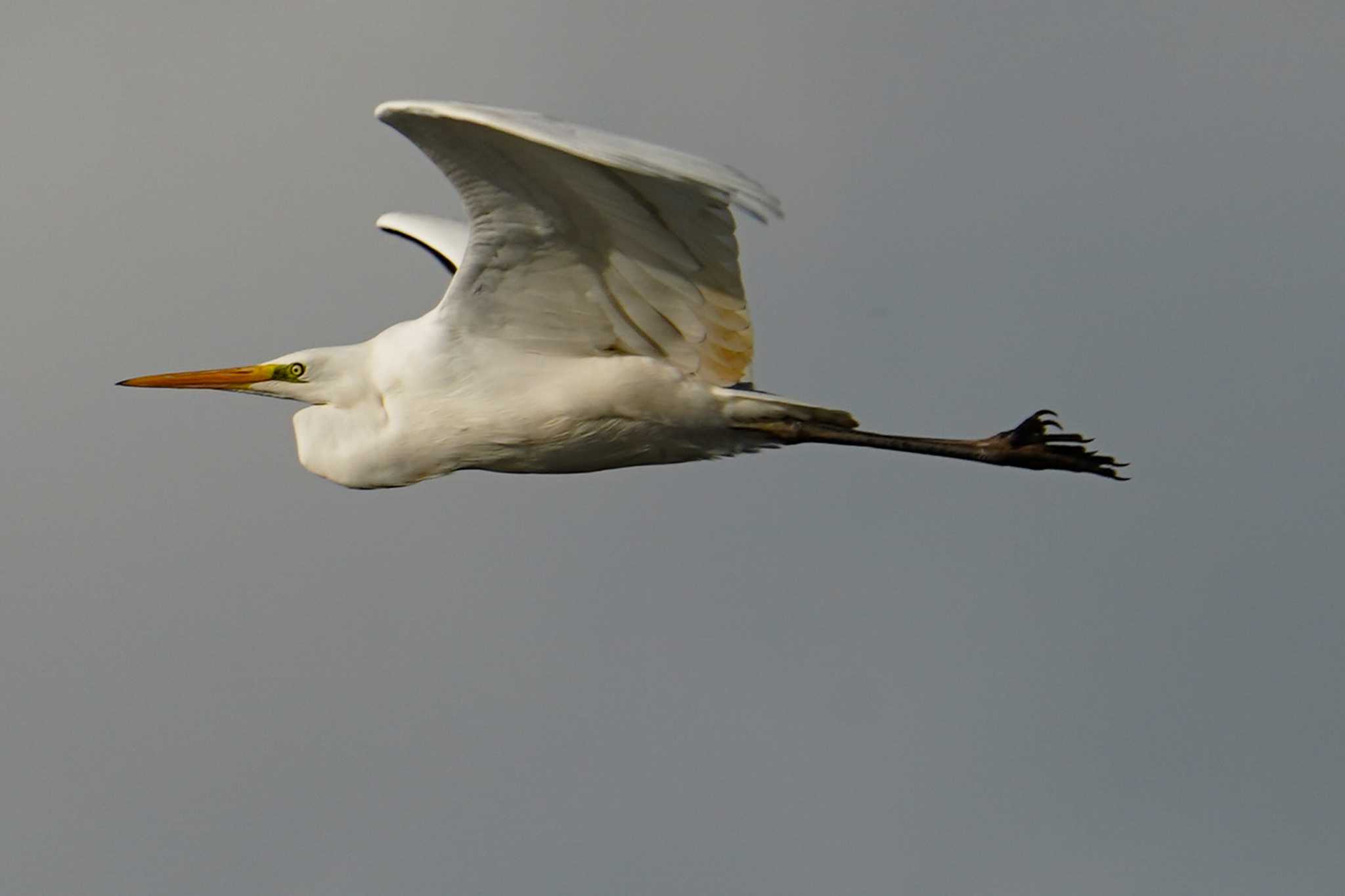 Great Egret