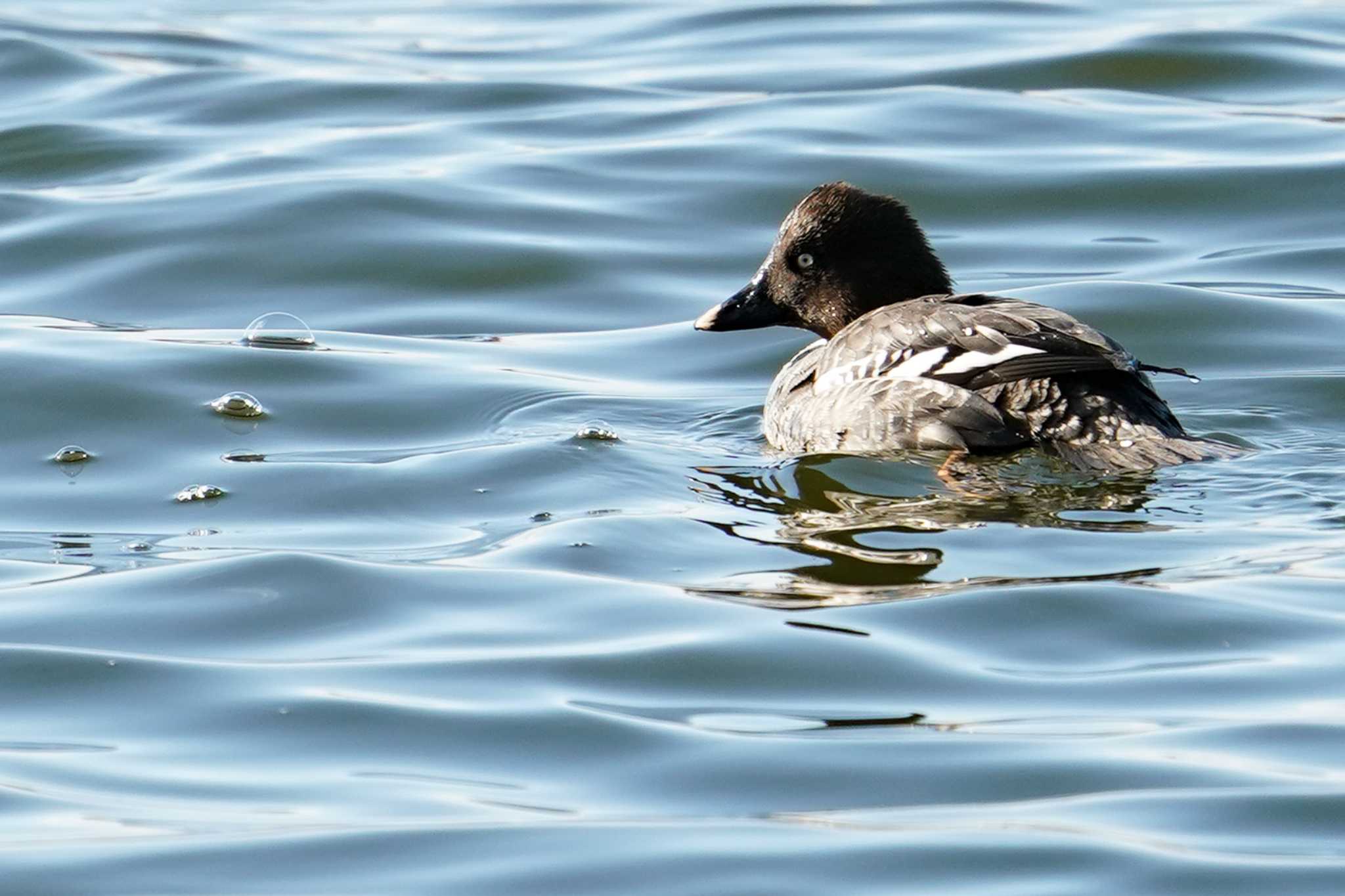 Common Goldeneye