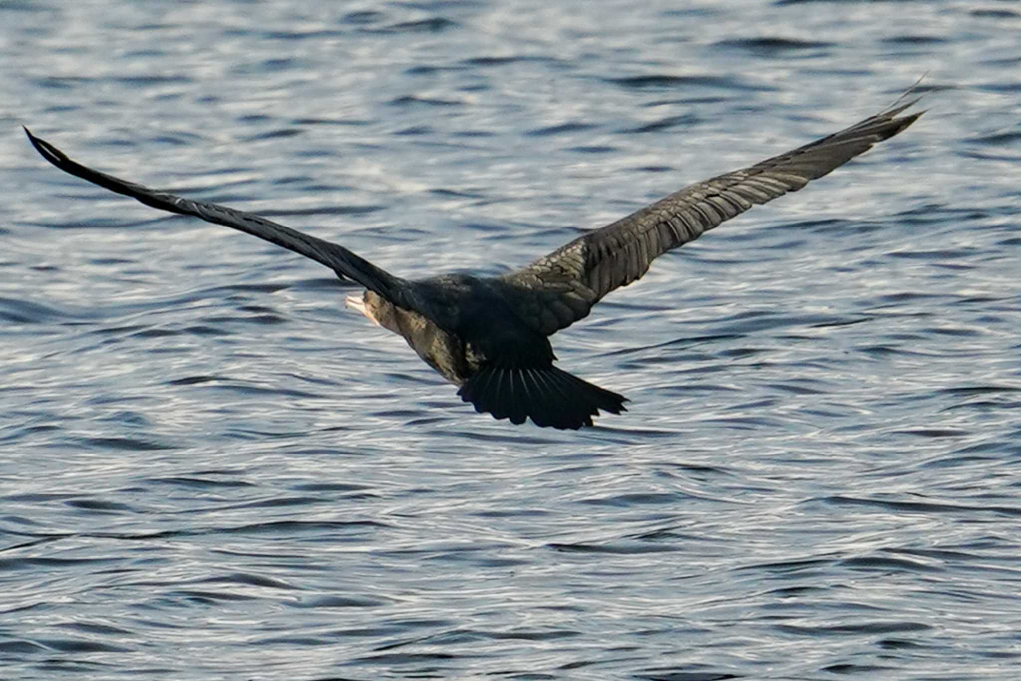 Great Cormorant