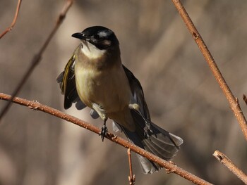 Light-vented Bulbul 北京植物園(北京) Sat, 12/4/2021