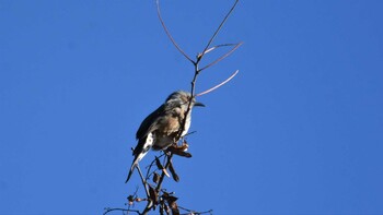 ヒヨドリ 小諸発電所第一調整池(杉の木貯水池) 2021年12月4日(土)