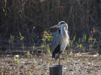 2021年12月3日(金) 葛西臨海公園の野鳥観察記録