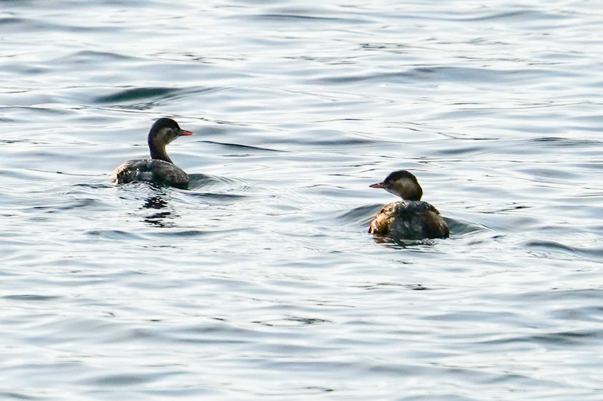 Little Grebe