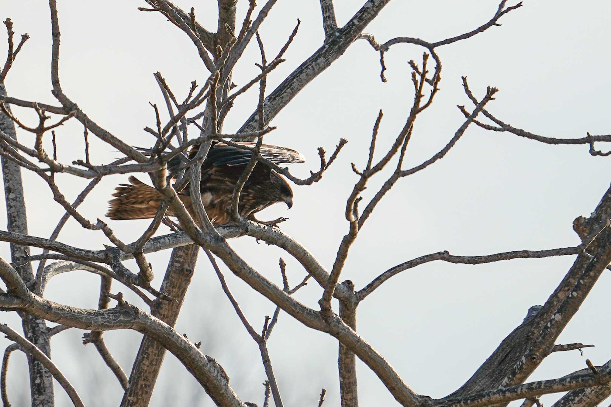 Black Kite