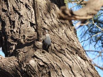 Chinese Nuthatch 北京植物園(北京) Sat, 12/4/2021