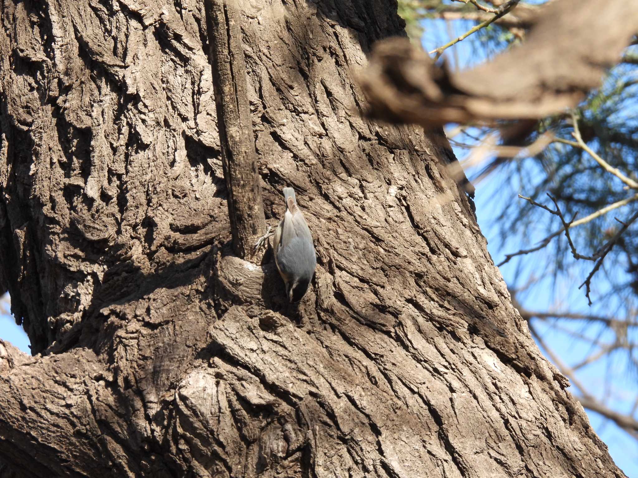 Chinese Nuthatch