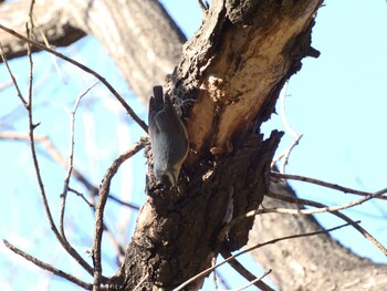 Chinese Nuthatch 北京植物園(北京) Sat, 12/4/2021