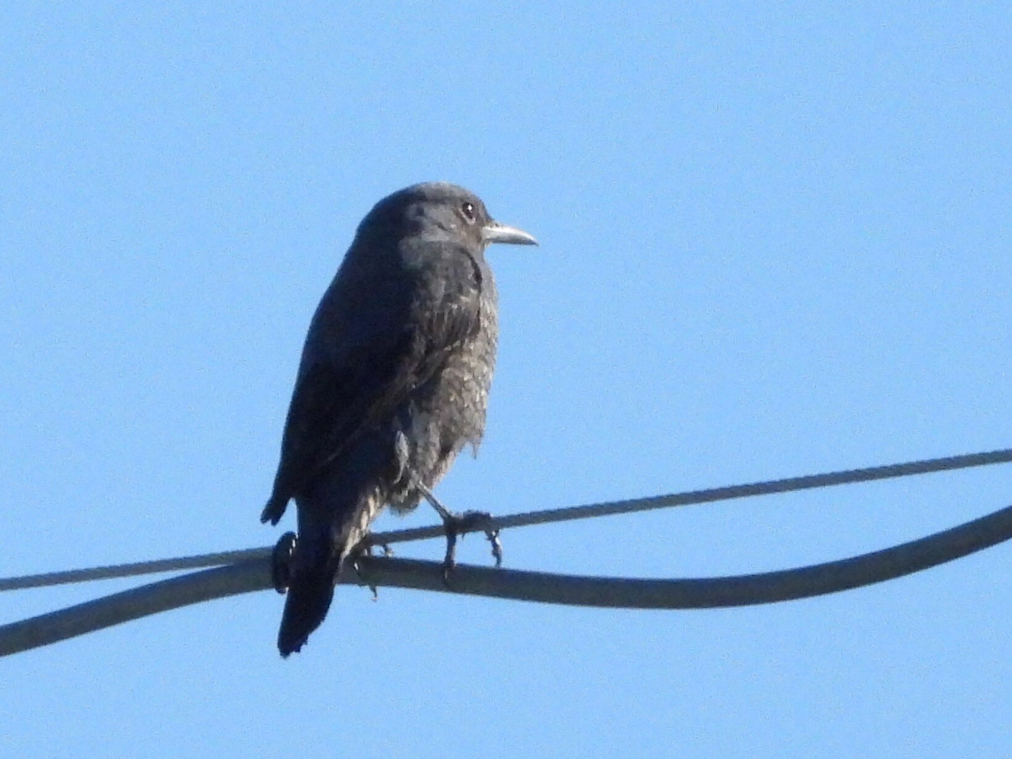 Blue Rock Thrush