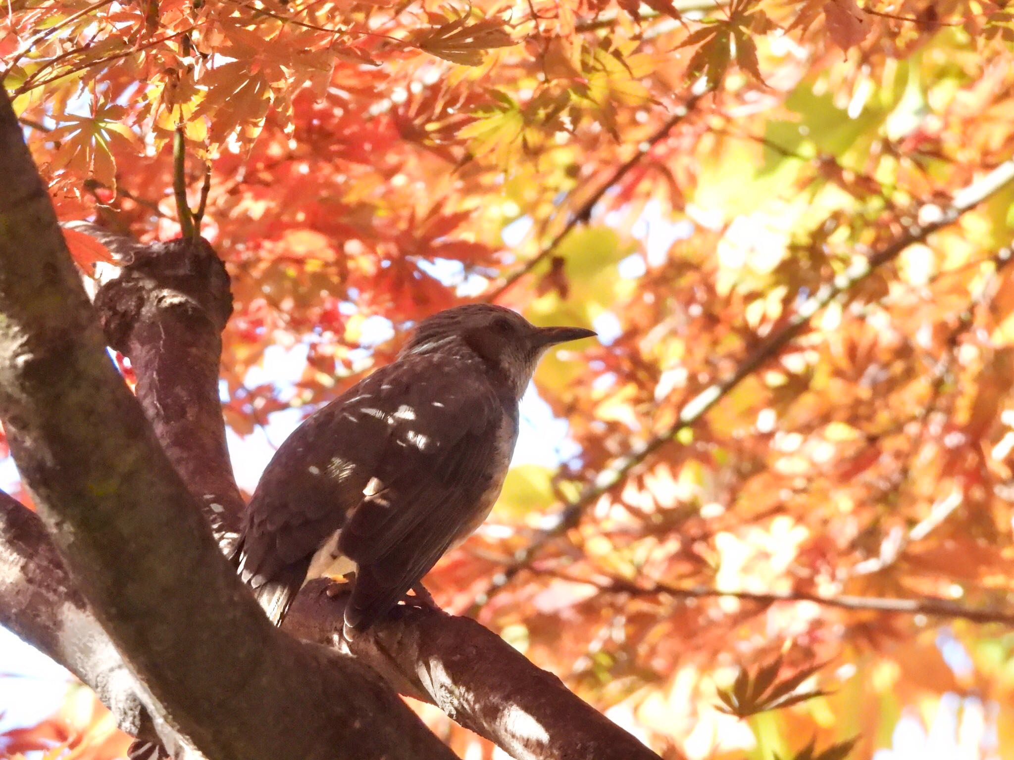 横浜公園 ヒヨドリの写真 by あらどん