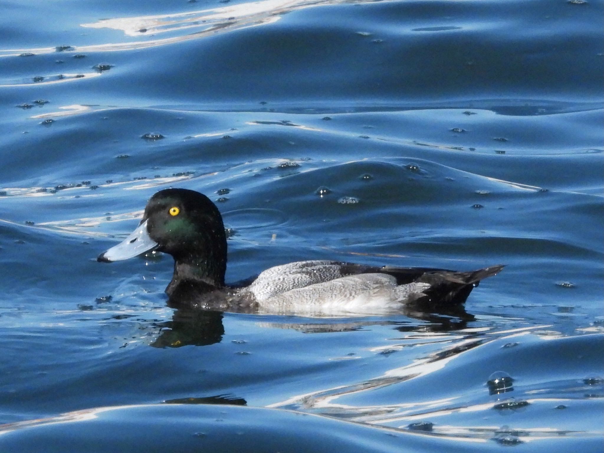 Greater Scaup