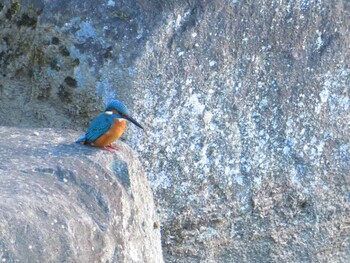 2021年12月4日(土) 奈良公園の野鳥観察記録