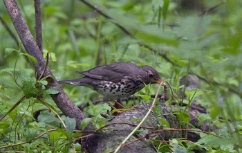 Japanese Thrush 山梨県 Thu, 5/25/2017