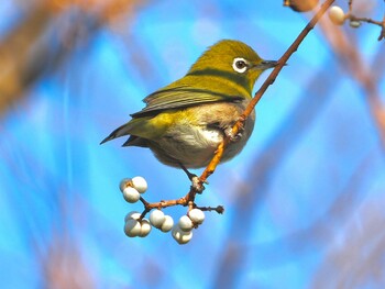 2021年12月3日(金) 潮風の丘緑地の野鳥観察記録