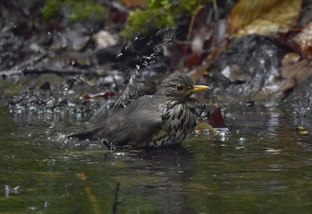 Photo of Japanese Thrush at 山梨県 by くまのみ