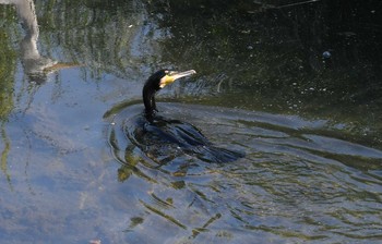 カワウ 野川 2017年5月20日(土)