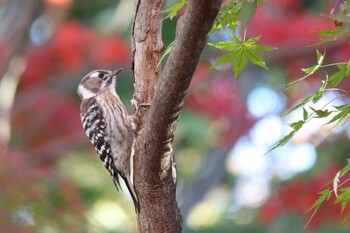 Japanese Pygmy Woodpecker Maioka Park Sat, 12/4/2021