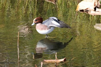 Eurasian Wigeon 服部緑地公園 Sun, 12/5/2021