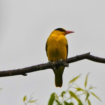 Black-naped Oriole Khao Mai Keao Reservation Park Wed, 12/1/2021