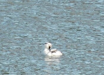 Smew 笠松みなと公園 Sun, 12/5/2021