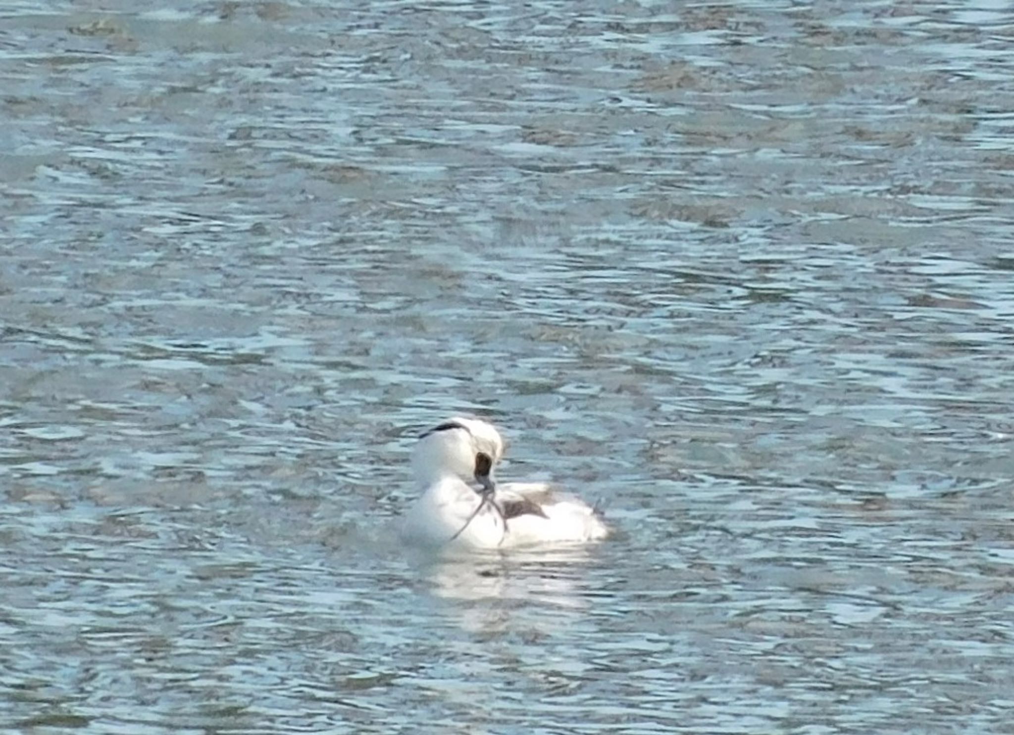 Photo of Smew at 笠松みなと公園 by noel2023