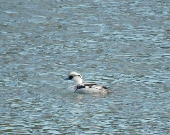 Smew 笠松みなと公園 Sun, 12/5/2021