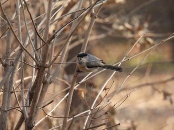 Silver-throated Bushtit Chaoyang Park(Beijing) Sun, 12/5/2021