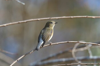 ルリビタキ 滋賀県甲賀市甲南町創造の森 2021年12月5日(日)