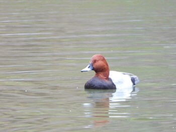 2021年12月4日(土) 千里南公園の野鳥観察記録