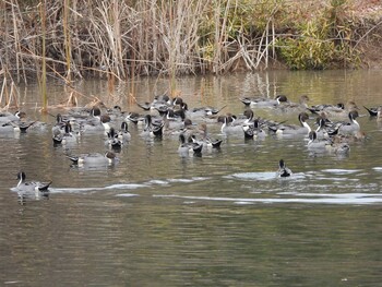 Northern Pintail 水の森公園 Sun, 12/5/2021